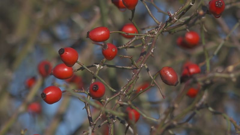 Šípková sezóna vrcholí: Bylinkářka radí, jak nejlépe připravit čaj plný vitamínů