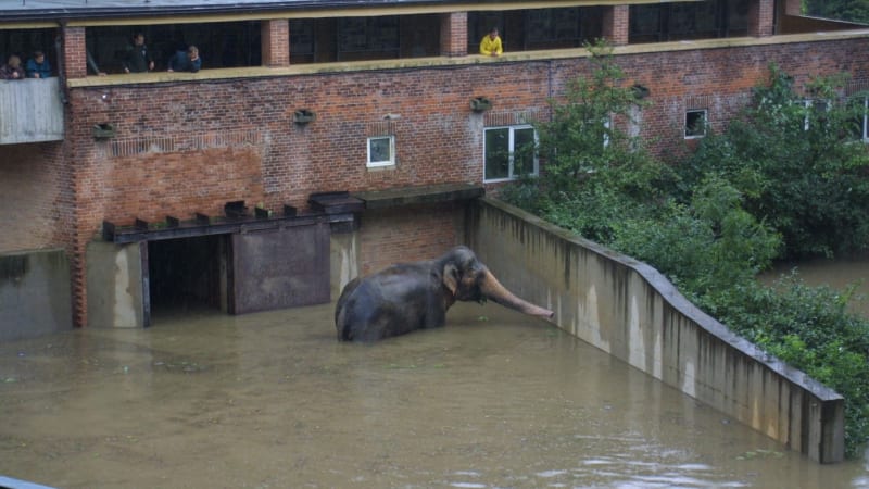 Zastřelili jsme Jonákova medvěda a další tři šelmy. Exředitel pražské zoo o tragických záplavách
