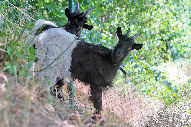 Recidivista na statku zneužil kozu. Možná jsem trochu sexuálně vyváděl, přiznal