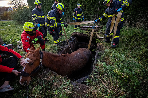 Kůň zapadl po krk do jímky, koukala mu jen hlava. Hasiči ho vytáhli jeřábem
