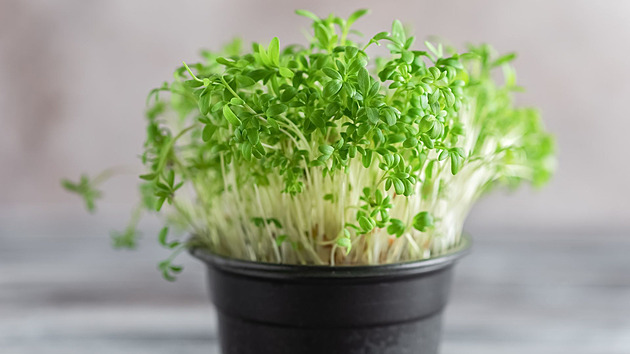 Zapomeňte na drahé superpotraviny. Tuhle levnou zelenou bombu si vypěstujete doma za pár dní