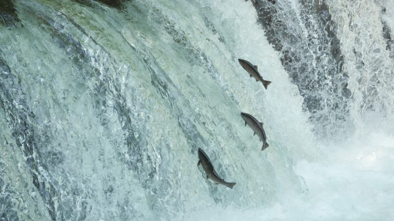 Zázrak u vodopádu: Tohle přesahuje naši představivost, žasli vědci nad chováním ryb v Kongu