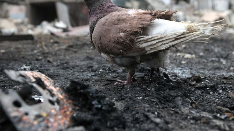 Ukrajinská příroda se přizpůsobuje válce. Vojáci na frontě našli překvapující důkaz