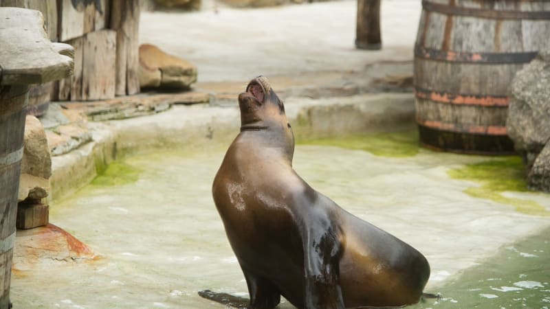 Zemřel lachtan Hugo z liberecké zoo. Na vině mají být návštěvníci, ukázali důkaz chovatelé